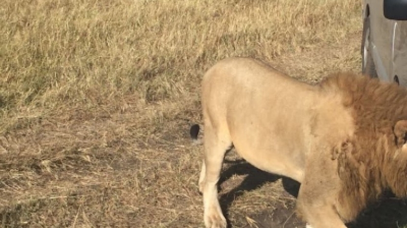 3 Days Masai Mara Big 5 Safari 4