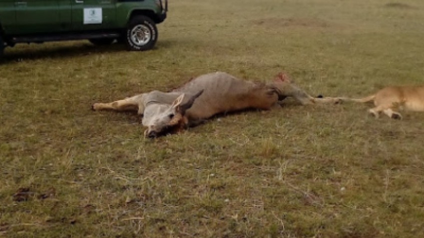 3 Days Masai Mara Big 5 Safari 1