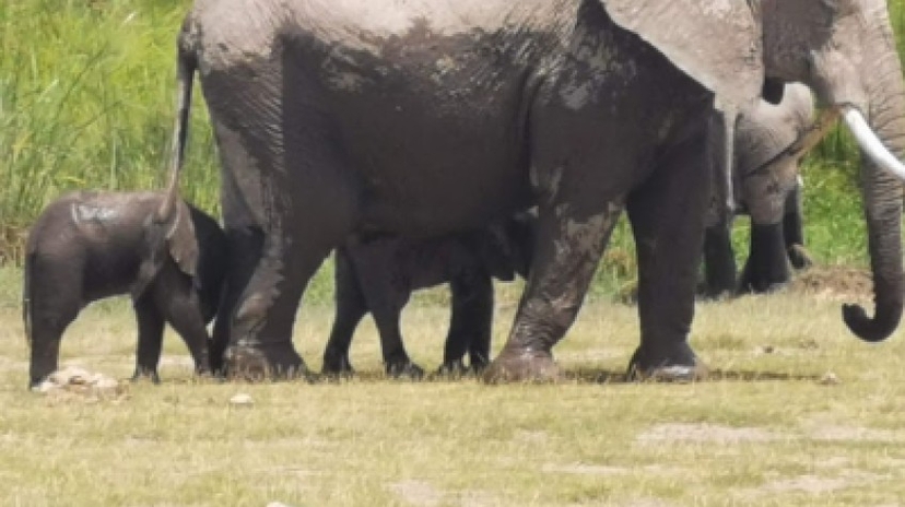 3 Days Amboseli Tour 3