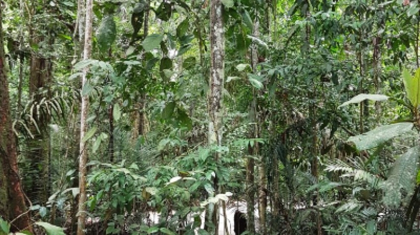 Musa, the Museum of the Amazon 4