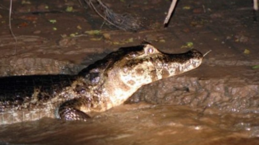 Cayman Wildlife Boat Tour – Daily River & Nature Experience (16:00–19:30) 1