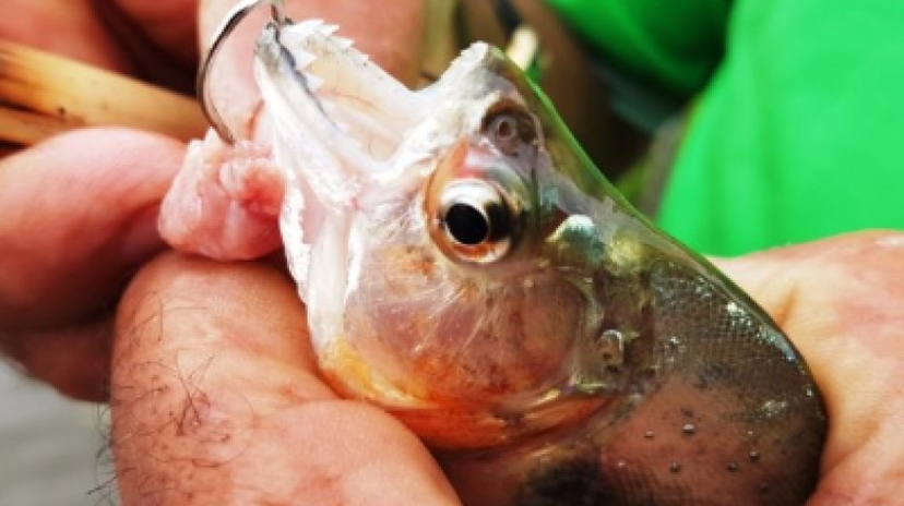 Cayman Wildlife Boat Tour – Daily River & Nature Experience (16:00–19:30) 4