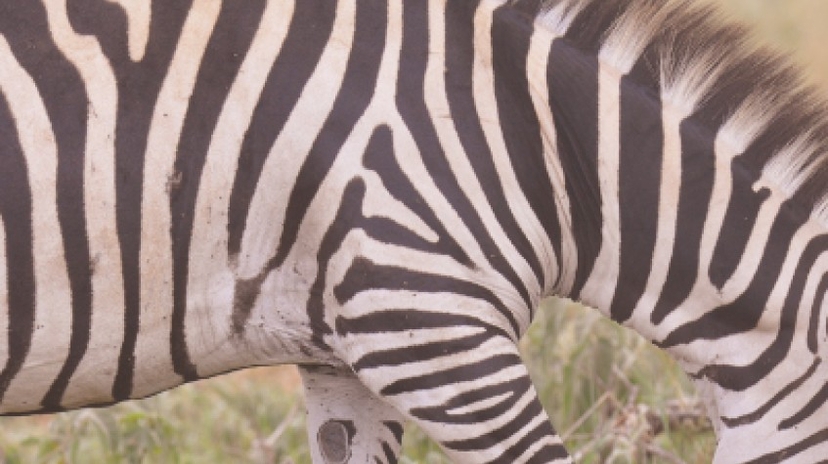 3 Days Tanzania Best Safari 2
