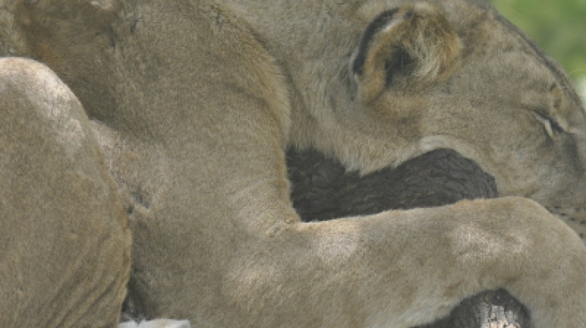 3 Days Tanzania Best Safari 3