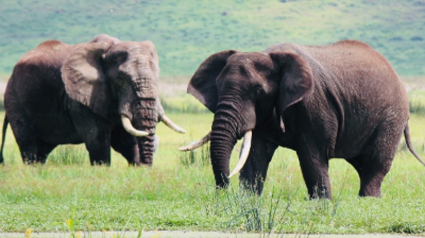 3 Days Tanzania Best Safari 4