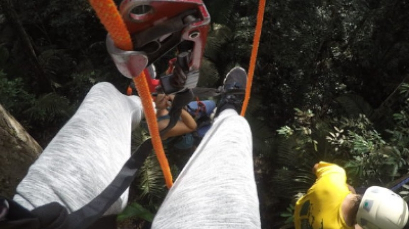 Tree Climbing 4