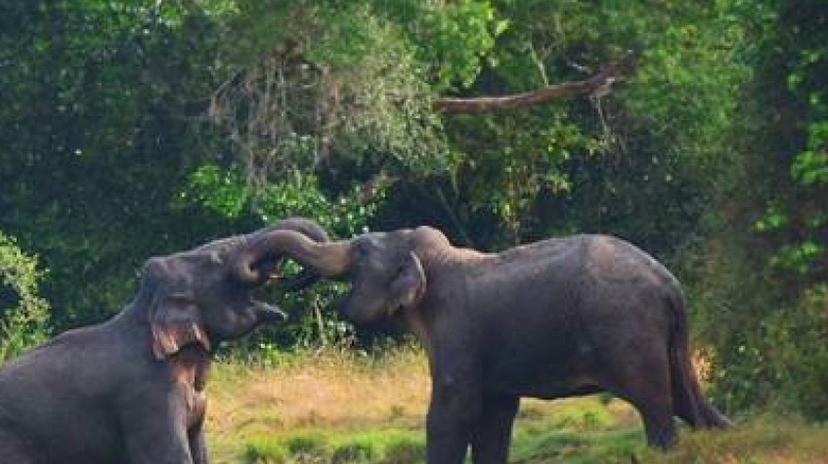 3 Days All Inclusive Mobile Camping in Wasgamuwa National Park 4