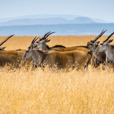 11 Days 10 Nights Bush to Beach Kenyan Adventure 4