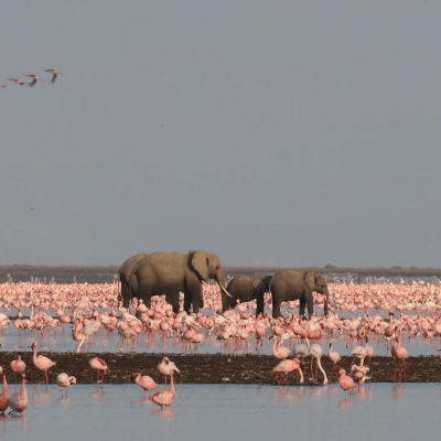 11 Days 10 Nights Bush to Beach Kenyan Adventure 1