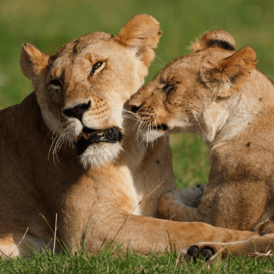 11 Days 10 Nights Bush to Beach Kenyan Adventure 2