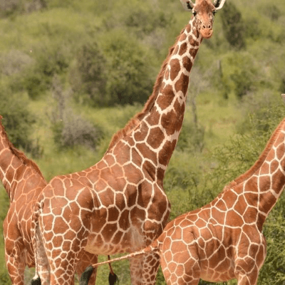 14 Days 13 Nights Safari to Maasai Mara Reserve /Lake Naivasha/Lake Nakuru/Amboseli National Park/ Tsavo West/Tsavo East/Nairobi 2