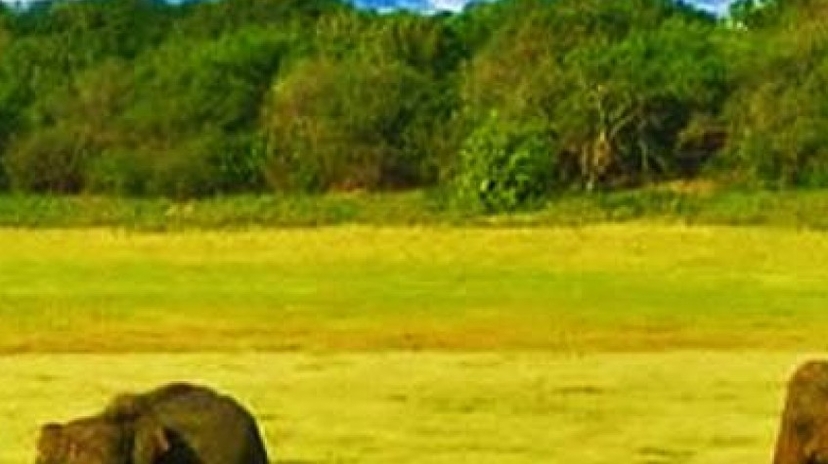 Overnight Adventure Tour to Gal Oya National Park With Return Transfers 4