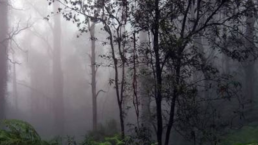 Overnight Rain Forest Adventure in Sinharaja With Return Transfers 3