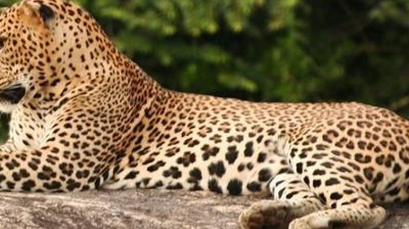 Overnight Luxury Glamping in Yala With Return Transfers (From Colombo) 3