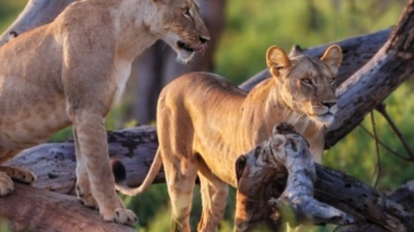 2 Days Safari Tarangire and Ngorongoro Crater 4