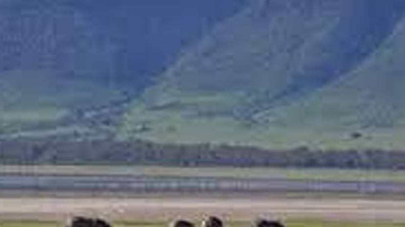 3 Days Safari Lake Manyara, Ngorongoro Crater and Tarangire National Park 2