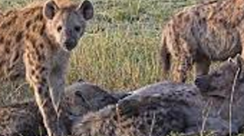 3 Days Safari Serengeti National Park 4