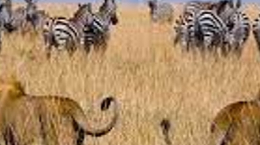 4 Days Tarangire National Park, Serengeti National Park and Ngorongoro Crater 4