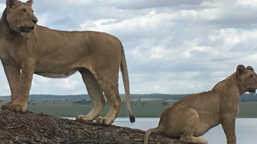 6 Days Safari - Tarangire, Serengeti, Ngorongoro Crater & Lake Manyara 4