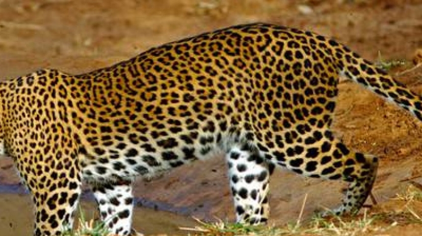 5 Days Wildlife Photography Tour 2