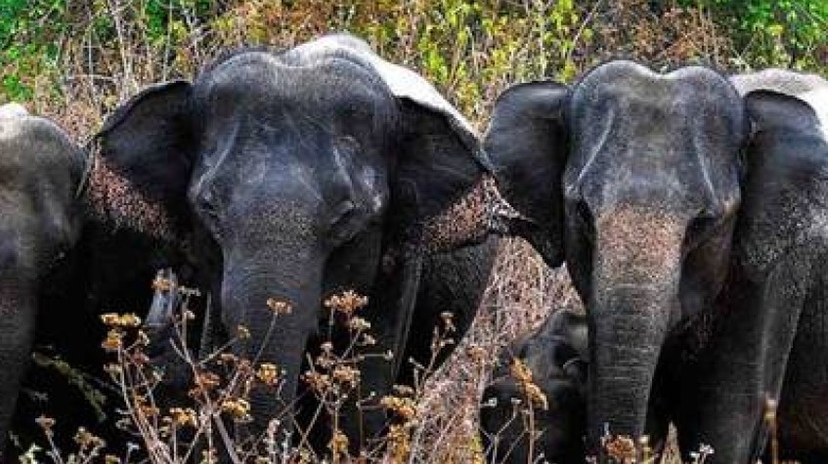 8 Days Sri Lanka Wildlife and Adventure Tour 3