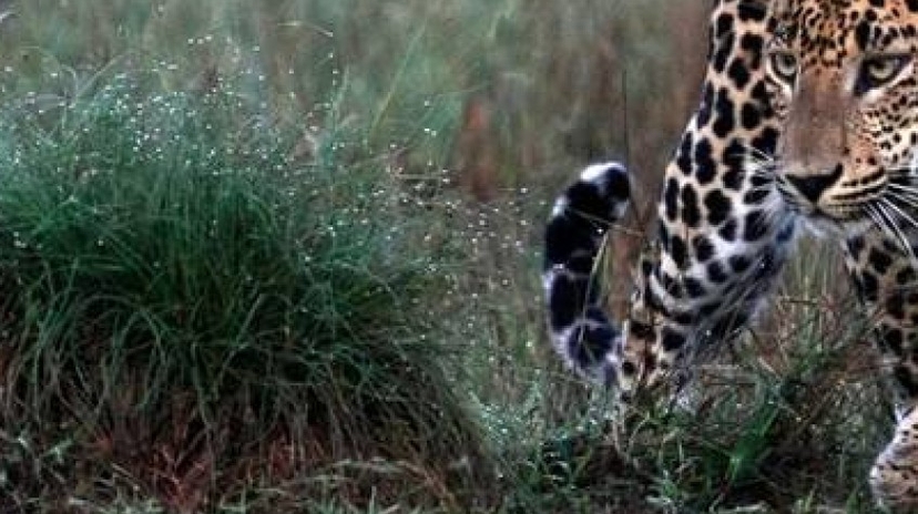 8 Days Historical and Wildlife Tour in Cultural Triangle 2