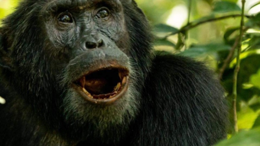 5 Days Gorilla and Chimpanzee Trekking 3