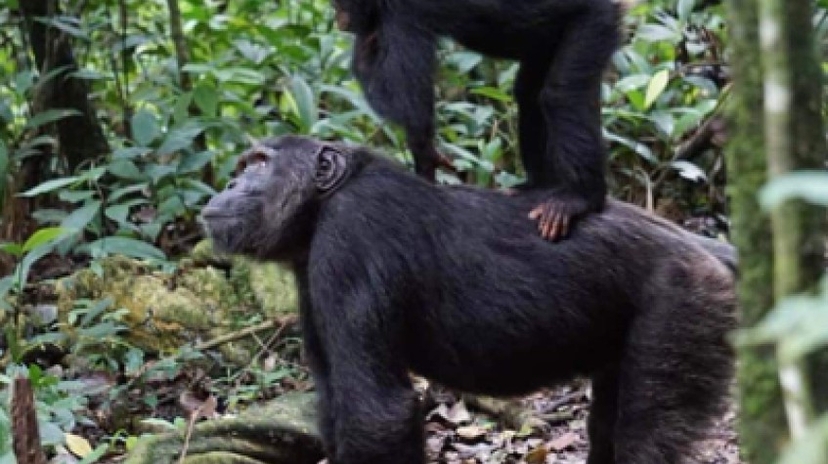 5 Days Gorilla and Chimpanzee Trekking 4