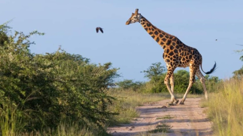5 Days Uganda Gorillas and Wildlife Game Drive 2