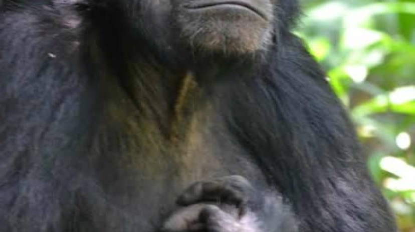 5 Days Uganda Gorillas and Wildlife Game Drive 3
