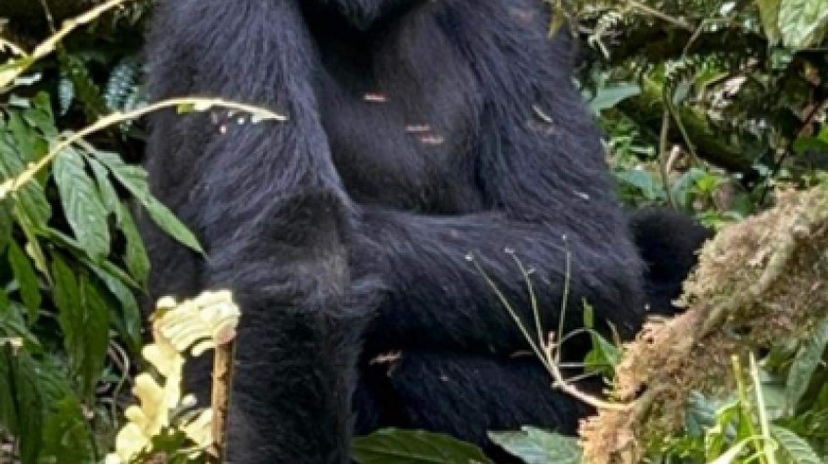 3 Days Gorilla Trekking in Bwindi 2