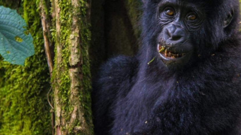 3 Days Gorilla Trekking in Bwindi 3