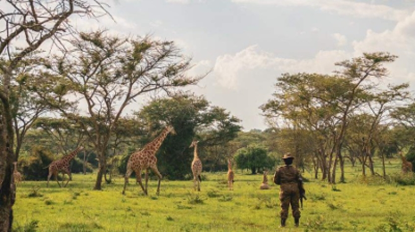 4 Days Uganda Safari to Murchison Falls National Park 3