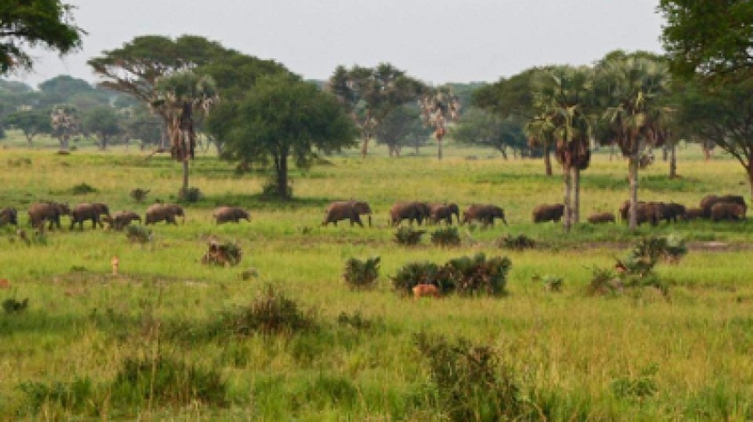 4 Days Uganda Safari to Murchison Falls National Park 4