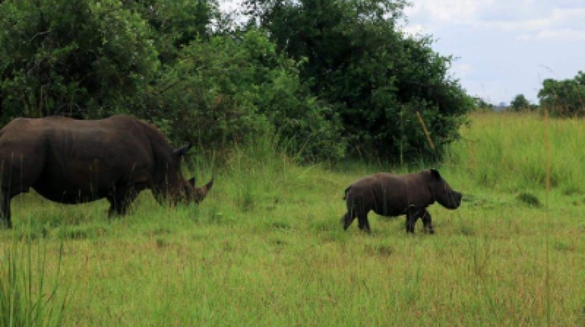 7 Days Uganda Wildlife Safari 3