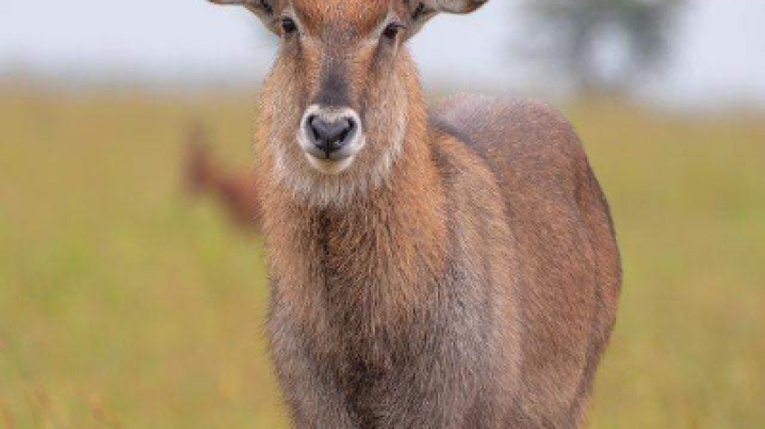 5 Days Uganda Safari to Queen Elizabeth National Park 1