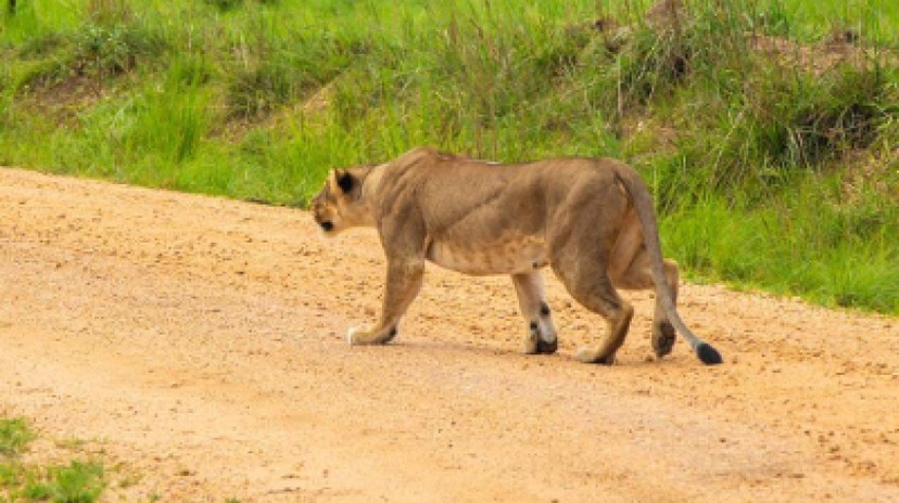 5 Days Uganda Safari to Queen Elizabeth National Park 3