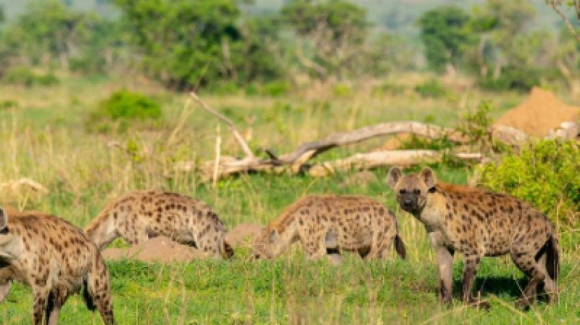 5 Days Uganda Safari to Queen Elizabeth National Park 4