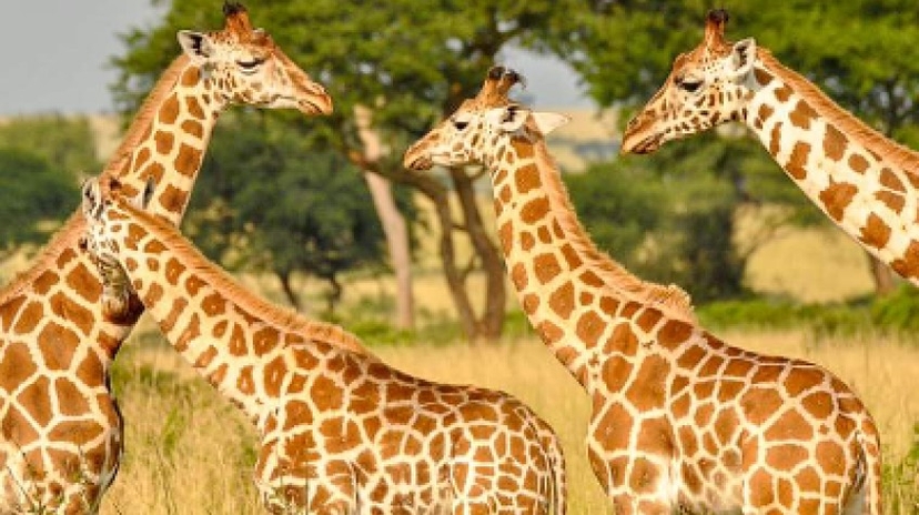 Paused Safari 4