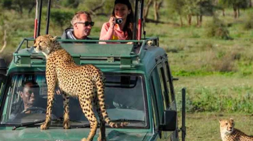 5 Days Christmas Holiday Gorilla, Chimpanzee and Game Safari 2