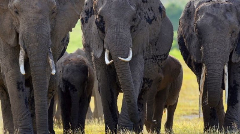 3 Days Amboseli National Park Safari 3