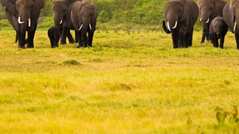 3 Days Amboseli National Park Safari 4