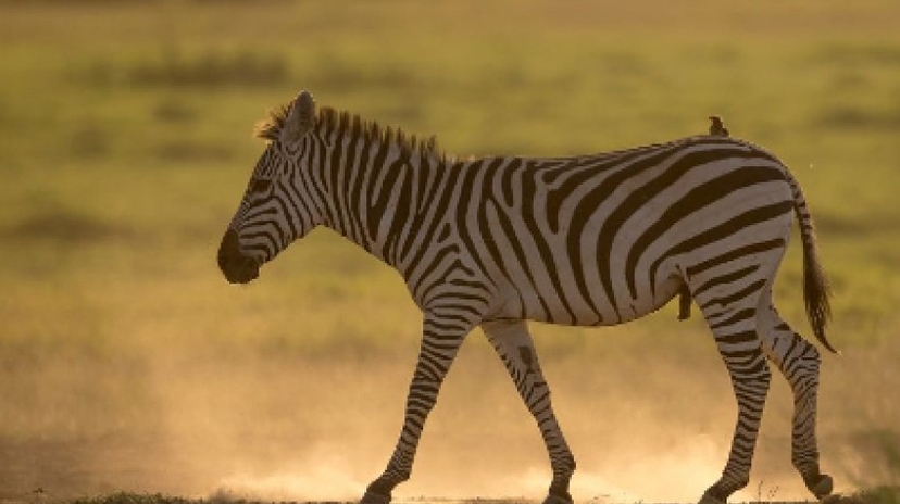 3 Days Amboseli National Park Safari 2