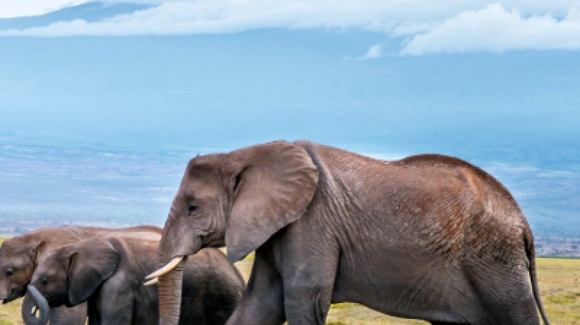 3 Days Amboseli National Park Safari 1