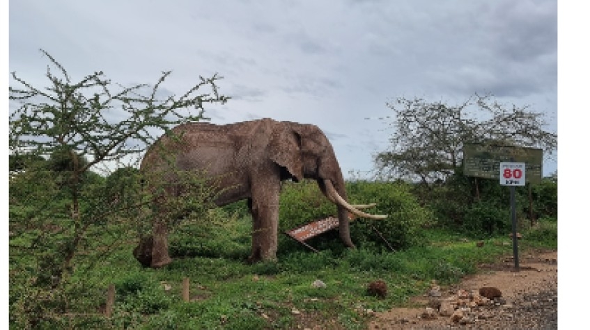 3 Days Amboseli Safari 1
