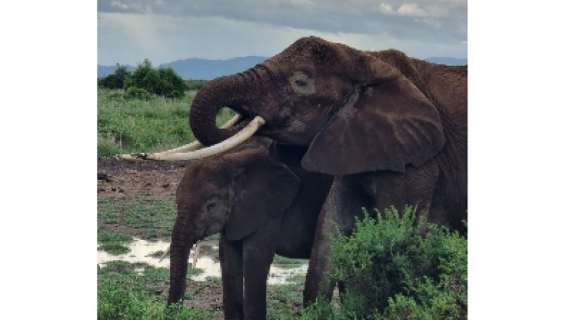 3 Days Amboseli Safari 4