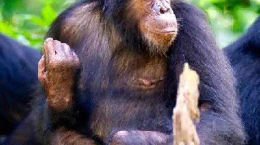 11 Days Best of Uganda Safari 3