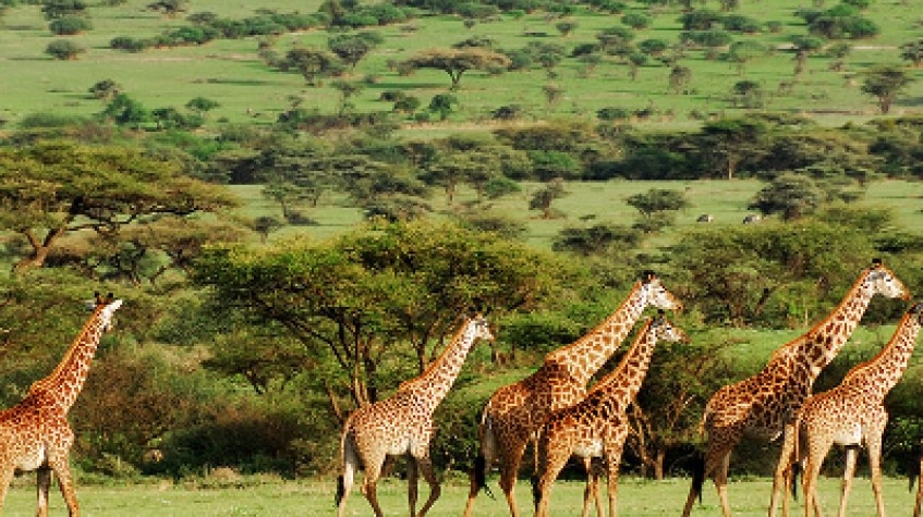 7 Days Luxury Safaris Tanzania 1