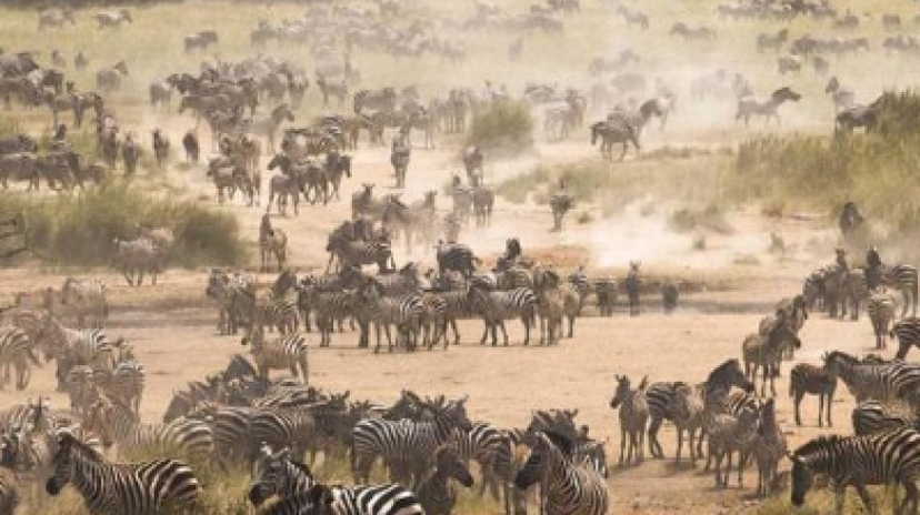 7 Days Luxury Safaris Tanzania 4