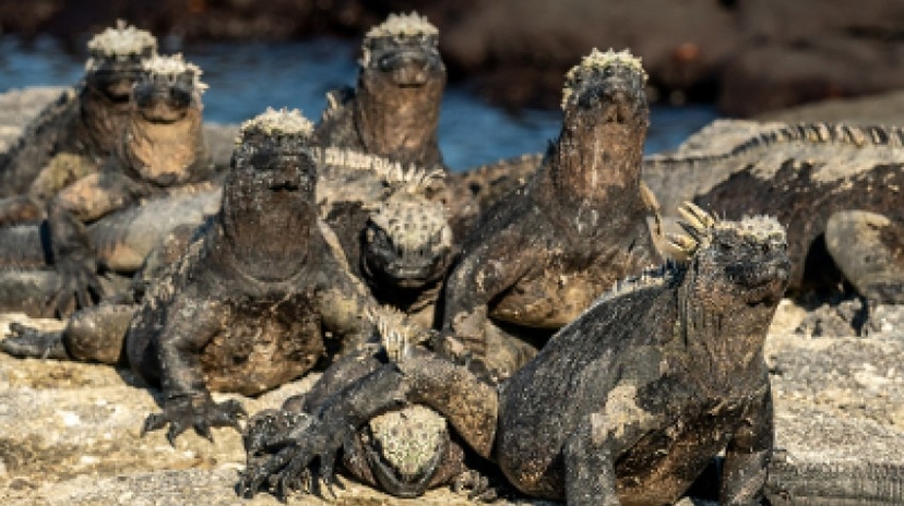 Galapagos Relax 8 Days Tour 2